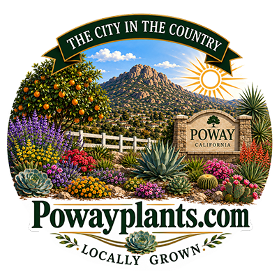 Poway Plants by Paradise Palms and Plants